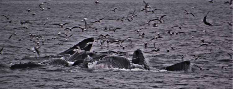 whale pod